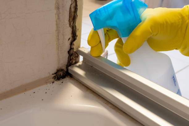 Best Residential Mold Remediation in Siena College, NY