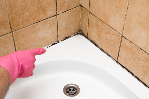 Best Mold Testing and Inspection Services in Siena College, NY
